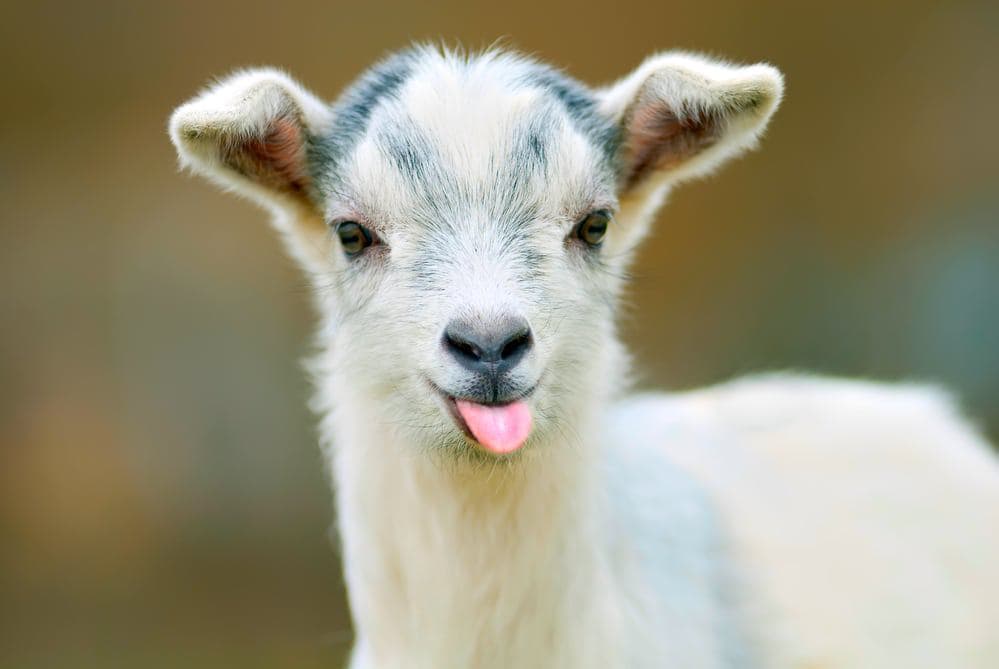 Goat Yoga: Yes, You Heard Right! What Are the Benefits of Goat Yoga?